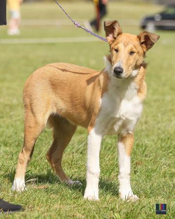 Collie (Smooth) for sale by CLIFFGLYNN