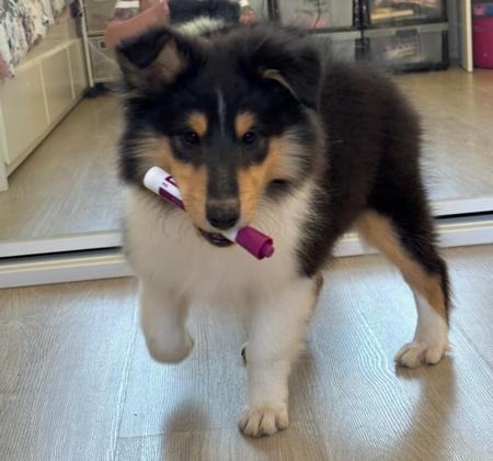 Collie (Rough) puppy for sale by CLIFFGLYNN
