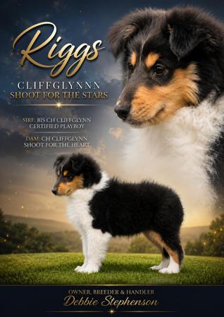 Cliffglynnn Shoot For The Stars Collie (Rough)