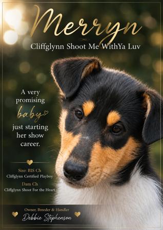 Cliffglynn Shoot Me WithYa Luv Collie (Smooth)