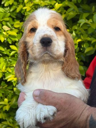 Cocker Spaniel puppy for sale by ZELINSKI81