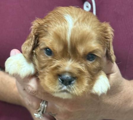 Cavalier King Charles Spaniel puppy for sale by ZELINSKI81