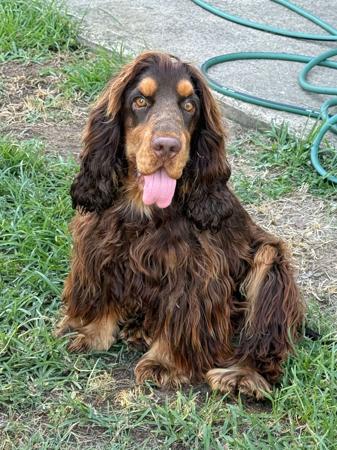 Cocker Spaniel puppy for sale by PUDORU