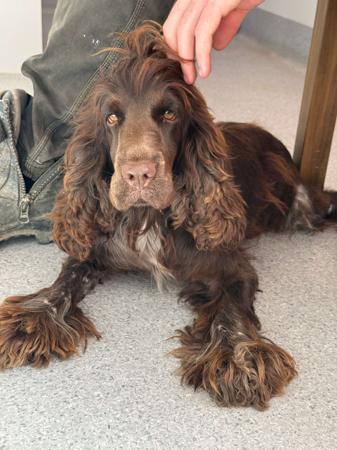 Cocker Spaniel dog for sale by ZELINSKI81