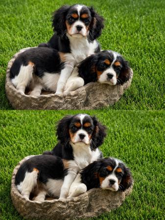 Cavalier King Charles Spaniel for sale by ZELINSKI81