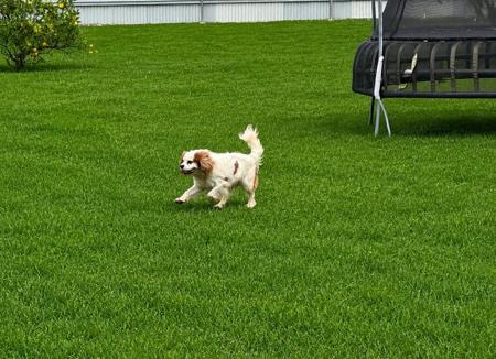 Cavalier King Charles Spaniel for sale by PUDORU