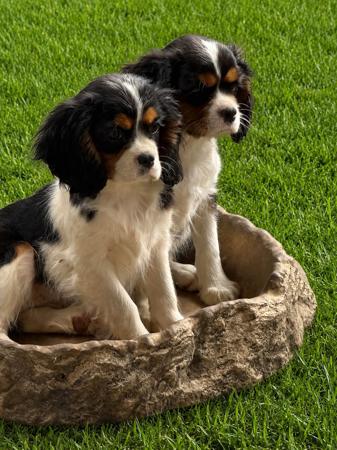 Cavalier King Charles Spaniel for sale by PUDORU