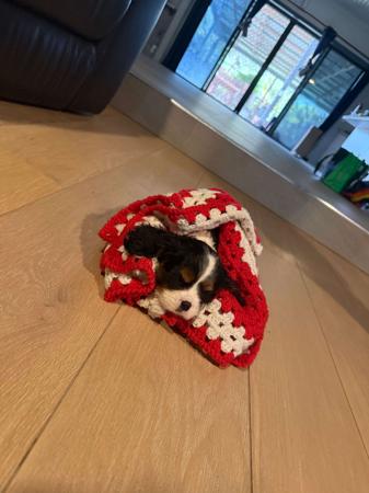 Cavalier King Charles Spaniel for sale by PUDORU