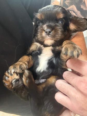 Cavalier King Charles Spaniel puppy for sale by ZELINSKI81