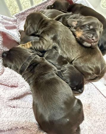 Cocker Spaniel puppy for sale by ZELINSKI81