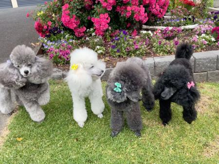 Poodle (Toy) for sale by PICABO