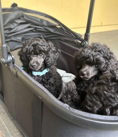 Poodle (Toy) puppy for sale by PICABO
