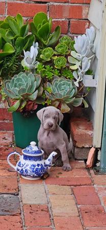 Weimaraner for sale by TREUGRAU