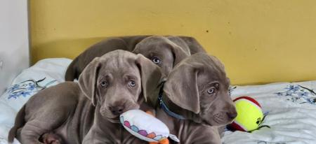 Weimaraner for sale by TREUGRAU