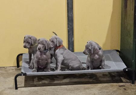 Weimaraner for sale by TREUGRAU