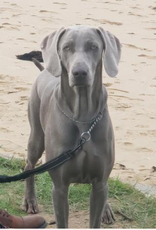Weimaraner for sale by TREUGRAU