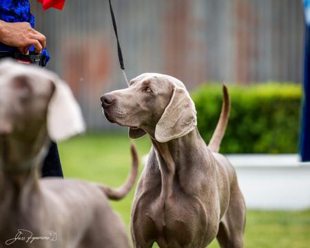 Weimaraner for sale by TREUGRAU