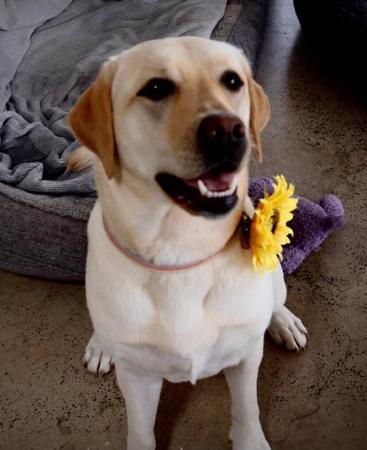 Labrador Retriever for sale by COLWINN