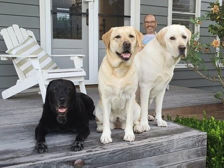 Labrador Retriever for sale by COLWINN