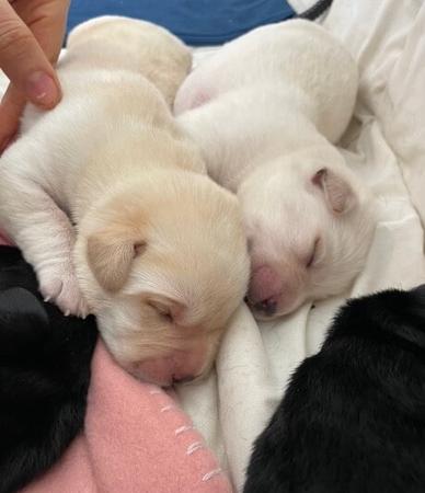 Labrador Retriever for sale by COLWINN
