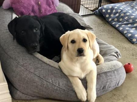 Labrador Retriever for sale by COLWINN