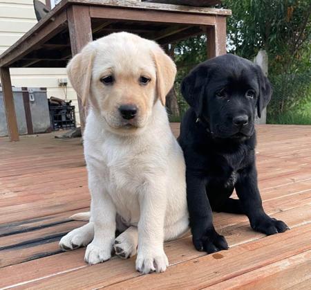 Labrador Retriever for sale by COLWINN