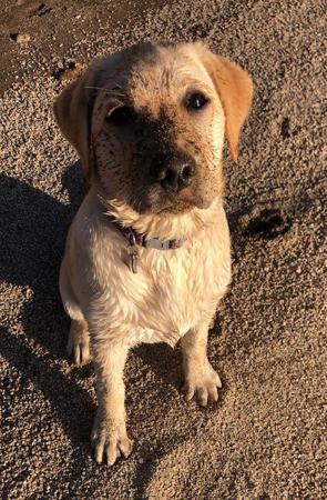 Labrador Retriever for sale by COLWINN