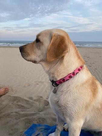 Labrador Retriever for sale by COLWINN