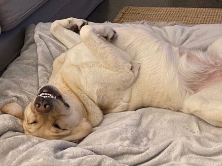 Labrador Retriever for sale by COLWINN