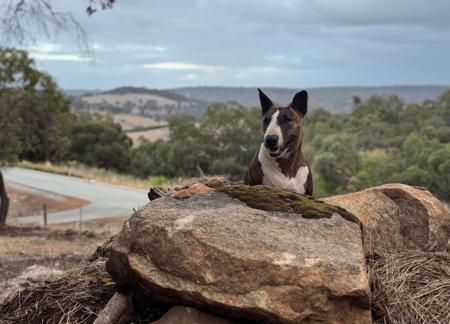 Bull Terrier for sale by GRAZABE
