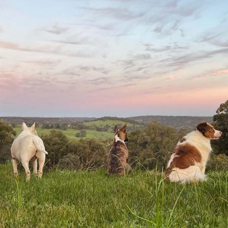Bull Terrier for sale by GRAZABE