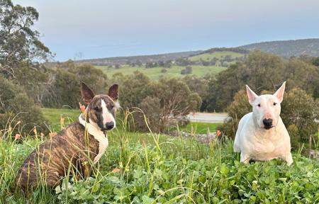 Bull Terrier for sale by GRAZABE