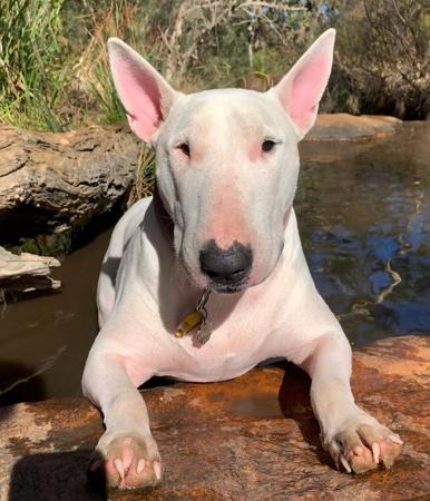 Bull Terrier for sale by GRAZABE