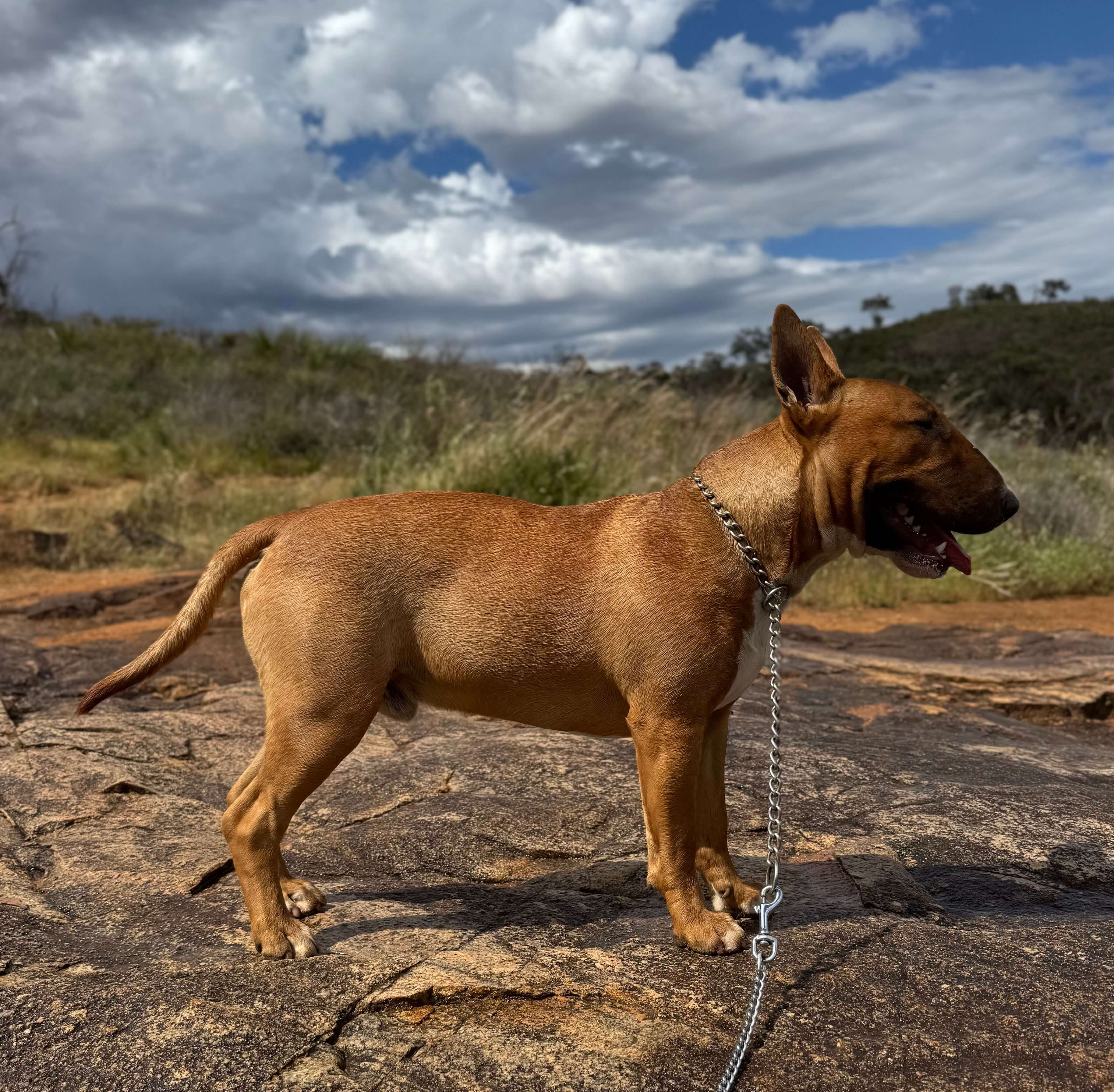 Wantaview Red Rock Bull Terrier - Owned by Miss R Smith