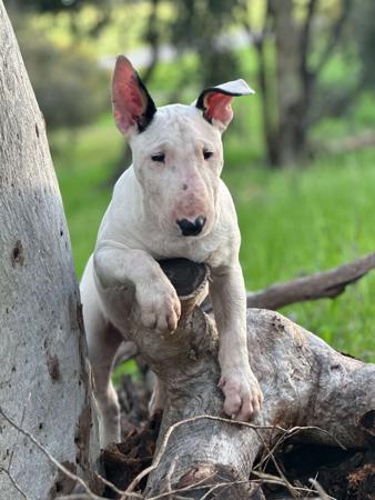 Bull Terrier for sale by GRAZABE