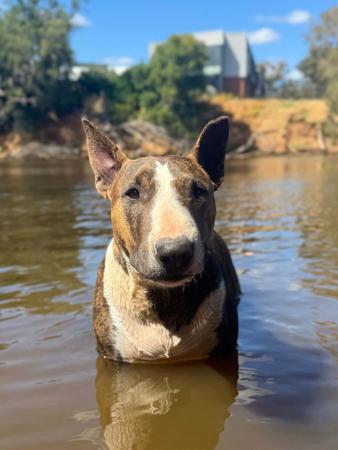 Bull Terrier for sale by GRAZABE