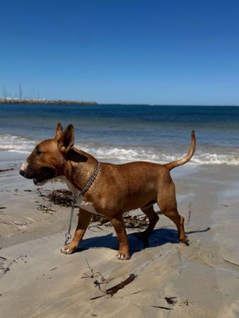 Bull Terrier for sale by GRAZABE