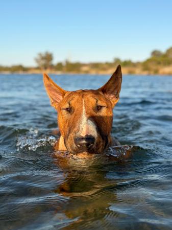 Bull Terrier for sale by GRAZABE
