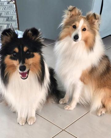 Shetland Sheepdog for sale by BOKAY