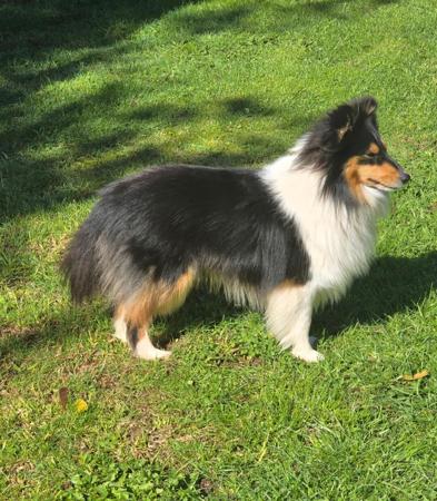 Shetland Sheepdog for sale by BOKAY