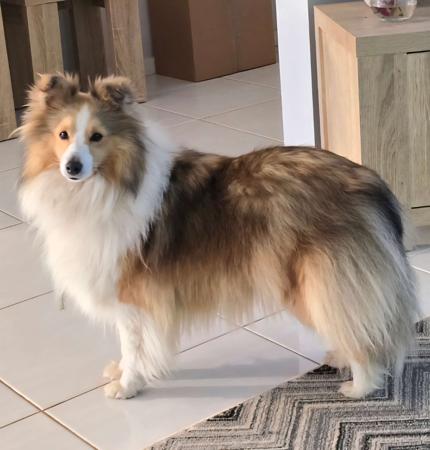 Shetland Sheepdog for sale by BOKAY