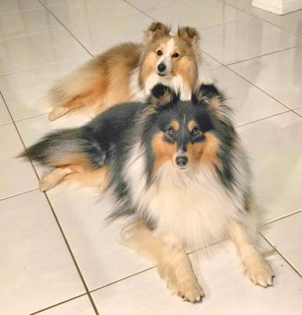 Shetland Sheepdog for sale by BOKAY