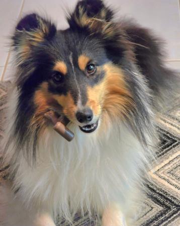 Shetland Sheepdog for sale by BOKAY