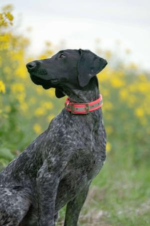 German Shorthaired Pointer for sale by POINTAWAY