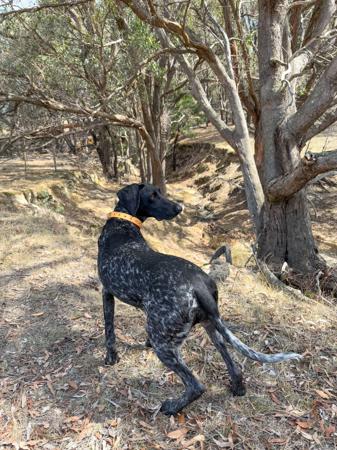 German Shorthaired Pointer for sale by POINTAWAY