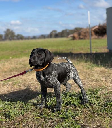 German Shorthaired Pointer for sale by POINTAWAY