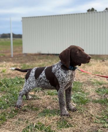 German Shorthaired Pointer for sale by POINTAWAY