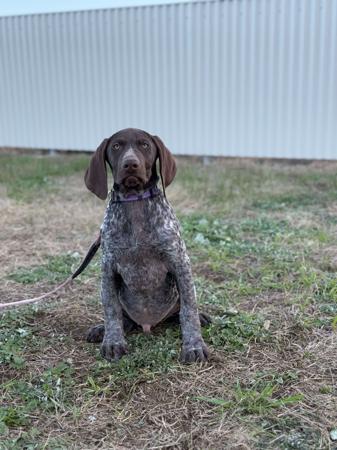 German Shorthaired Pointer for sale by POINTAWAY