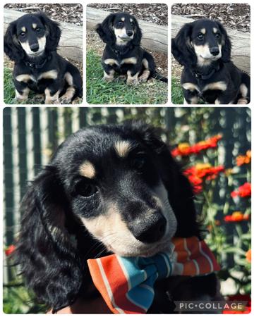 Dachshund (Miniature Long Haired) for sale by KLASSICKREAM