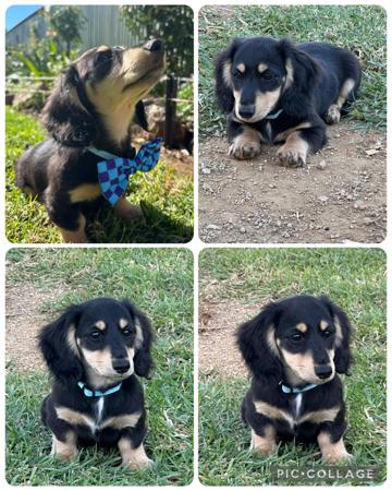 Dachshund (Miniature Long Haired) for sale by KLASSICKREAM
